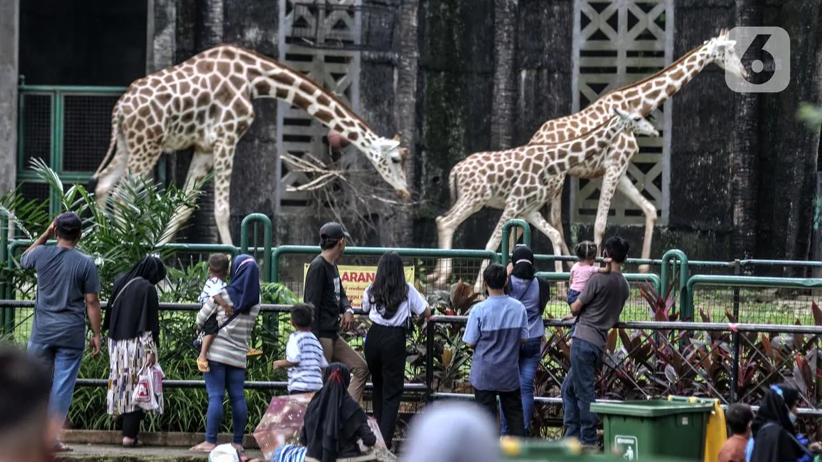 DPRD DKI Kaji Kenaikan Tarif Masuk Ragunan Jadi Rp 10 Ribu