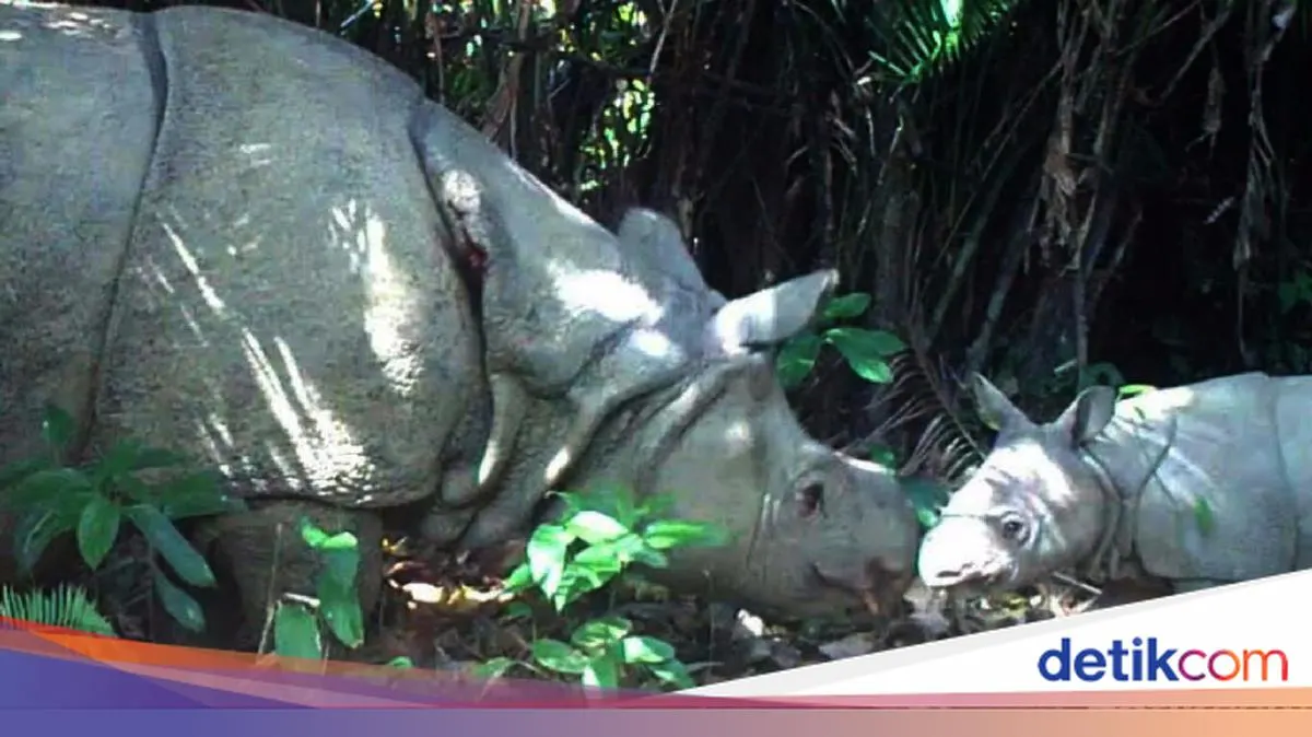 Bailey Robinson Rilis Indeks Wisata Satwa Liar, Indonesia Jadi Destinasi Tujuan