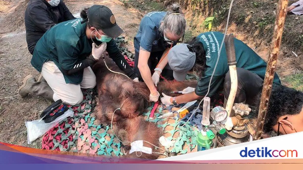 Pakar UI: Karhutla Buktikan Pariwisata RI Belum Siap Bencana
