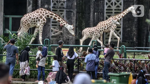 DPRD DKI Kaji Kenaikan Tarif Masuk Ragunan Jadi Rp 10 Ribu